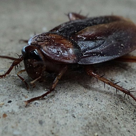 Cockroaches, Pest Control in Plaistow, E13. Call Now! 020 8166 9746