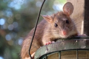 Rat extermination, Pest Control in Plaistow, E13. Call Now 020 8166 9746