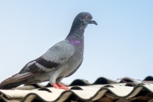 Pigeon Control, Pest Control in Plaistow, E13. Call Now 020 8166 9746