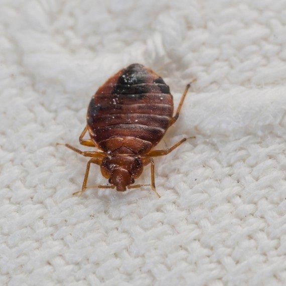 Bed Bugs, Pest Control in Plaistow, E13. Call Now! 020 8166 9746