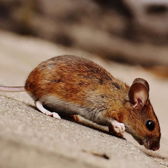 Mice, Pest Control in Plaistow, E13. Call Now! 020 8166 9746
