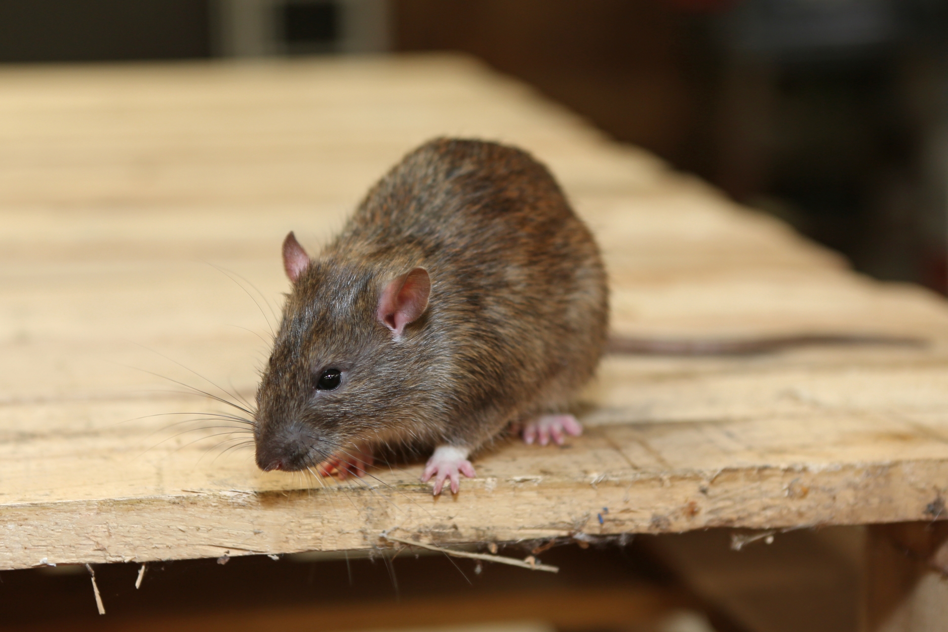 Rat Infestation, Pest Control in Plaistow, E13. Call Now 020 8166 9746