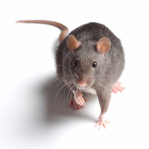 Rats, Pest Control in Plaistow, E13. Call Now! 020 8166 9746