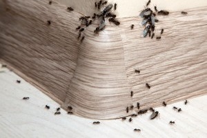 Ant Control, Pest Control in Plaistow, E13. Call Now 020 8166 9746