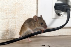 Mice Control, Pest Control in Plaistow, E13. Call Now 020 8166 9746