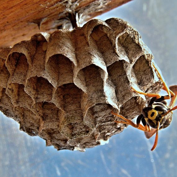 Wasps Nest, Pest Control in Plaistow, E13. Call Now! 020 8166 9746